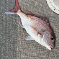 7/2 タイラバ釣行😁