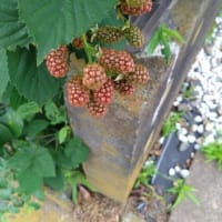 暑い、暑い、土用の丑の日まで待てません