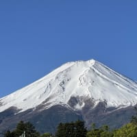おぉ寒い　お山は雪🗻　櫻は🌸