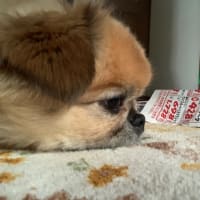 ？ネズミは何処え