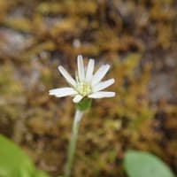 鳳来寺山へアカヤシオ開花確認登山　その４（４月１８日）