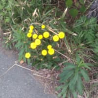 タンポポは可愛い花です
