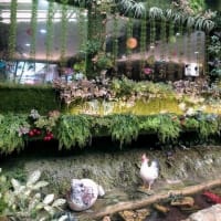ミニミニ遊歩道　植物園