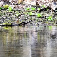 水浴びをするアオジ