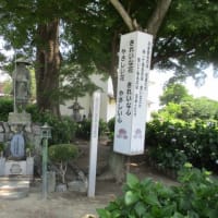 ～熊谷市・能護寺のアジサイが見頃を迎える～
