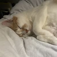 本日の猫たち#231