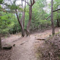 2025年5月4回目の白木山トラッキング