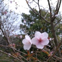 新種の桜・・・クマノザクラ