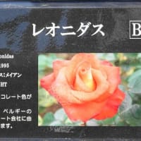 レオニダス　〈Leonidas　バラ〉　 