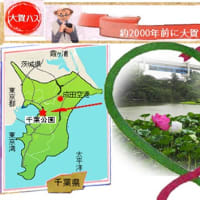 千葉公園に咲く蓮の花(古代最古の蓮の花)