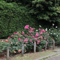 馬見丘陵公園の菖蒲
