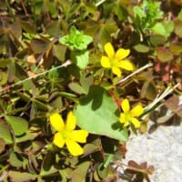 ☆この春、お初の冷やしうどんぶっかけ。