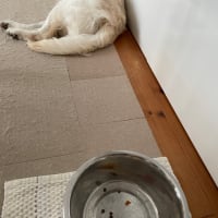茅ヶ崎、賑わってます