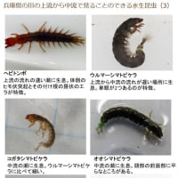 兵庫県の川の上流から中流で見ることのできる水生昆虫（3）