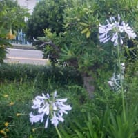 朝から、賑やかな散歩
