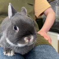 きらウサギ日記、Amebaブログに引っ越し済みです。