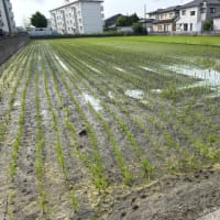 中干しの田んぼ