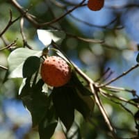 夏の花：常緑山法師②