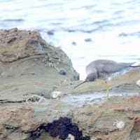 07/28探鳥記録写真：狩尾岬の鳥たち①（キアシシギ三昧、）