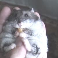 「おやつをあげたり遊んであげると」って？