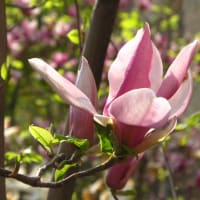 今年の春　　木蘭の花