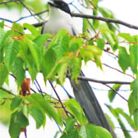 過去の鳥見等～蓮田市のコシアキトンボ、ツマグロヒョウモン、コサギ等