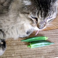 クラウスとオクラ。