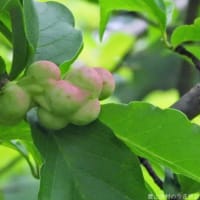 コブシの実　薄緑に薄紅