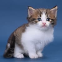 ノルウェージャンフォレストキャット