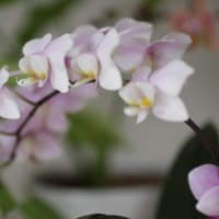 冬の愉しみ、胡蝶蘭の開花