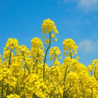 ２０２５たきかわ菜の花まつり～丘陵地に咲く菜の花～　　只今開催中