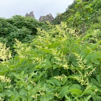 大雪山赤岳〜黒岳縦走2025/7/10その3