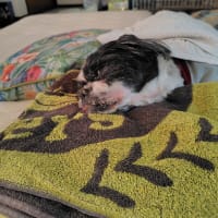 犬とはいえ家族