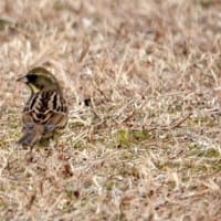 06/22探鳥記録写真：2月に出会った鳥たち①