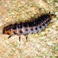 フタホシチビオオキノコの幼虫　???