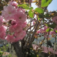 我が家の桜 