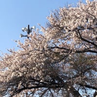 さくら、桜、サクラ！