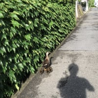 カルガモの親子がきた