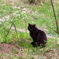 安曇野水鏡　花桃　黒猫と大根の花