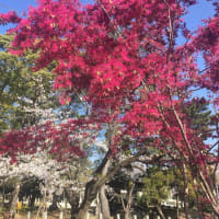 春　春　🌸　喜平公園