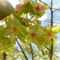 八重桜４種