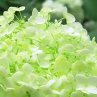 アナベルの色変化