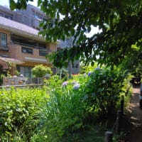 玉川上水緑道を歩く！