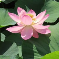 花散歩・２０２５大賀ハスまつり
