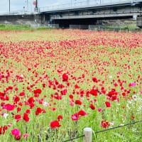 荒川の河川敷にポピーが満開！