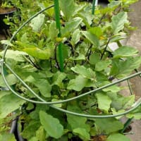 夏野菜に異変！