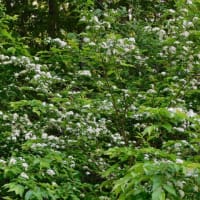 林縁のカマツカの枝に白い花がたくさん