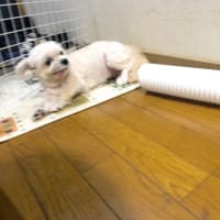 盆栽の技術で大きな木でもヤレる！