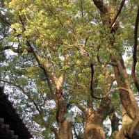 高知県須崎市、大谷「須賀神社・大谷の大樟（クスノキ）」（国指定）です！！