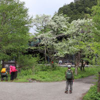 上高地　河童橋へ